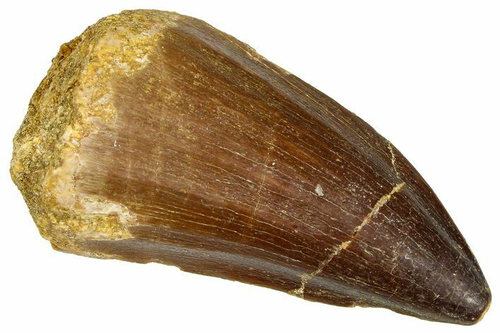 Fossil Mosasaur (Thalassotitan) Tooth - Morocco #374602